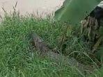 buaya-di-sungai-cisadane.jpg
