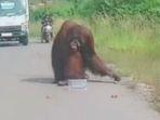 diduga-kelaparan-orangutan-turun-ke-jalan-raya-di-kalimantan-timur-videonya-viral.jpg