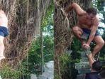 geger-bule-ini-nekat-panjat-pohon-suci-di-bali-demi-konten.jpg