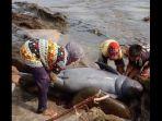 ikan-pesut-atau-lumba-lumba-yang-terdampar.jpg
