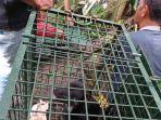 jumlah-macan-tutul-resahkan-warga-di-kuningan-petugas-bksda-menduga-ada-dua-ekor.jpg