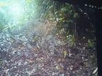 macan-tutul.jpg