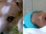 macho-anjing.jpg
