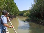 mangrove-indramayu.jpg