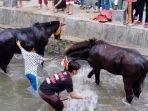 memandikan-kuda.jpg