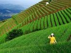objek-wisata-terasering-panyaweuyan-majalengka-_-5.jpg
