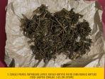 pemuda-18-tahun-di-indramayu-ini-harus-berurusan-dengan-polisi-usai-terbukti-bawa-ganja-4313-gram.jpg