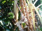 pohon-pisang-langka.jpg