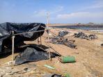 Harga Garam di Indramayu Anjlok Buat Petani Garam Merugi, 6 Lahan Garam Dibiarkan Terbengkalai Rusak