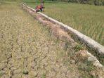 sawah-kekeringan-di-cirebon.jpg