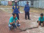 ular-piton-dari-plafon-konveksi-sukabumi.jpg