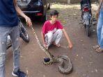 ular-piton-di-cianjur-22102021.jpg