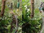 ular-piton-raksasa-hampir-8-meter-ditemukan-warga-muna-lagi-terpaksa-ditarik-motor-usai-dibunuh.jpg