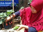 warga-desa-nangka-tanam-sayur-di-pekarangan-rumah.jpg