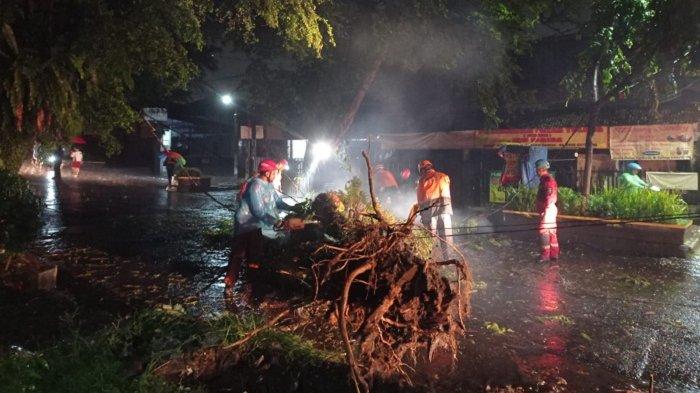 Akibat Hujan, Pohon Setinggi 20 Meter Tumbang dan Menutup Akses Jalan di Tanah Sereal Kota Bogor
