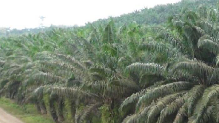 Perkebunan Sawit