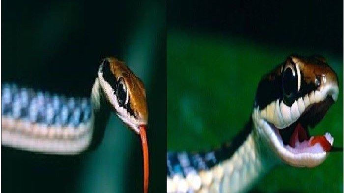 Ular butunlay telefonda katta Dik sorish