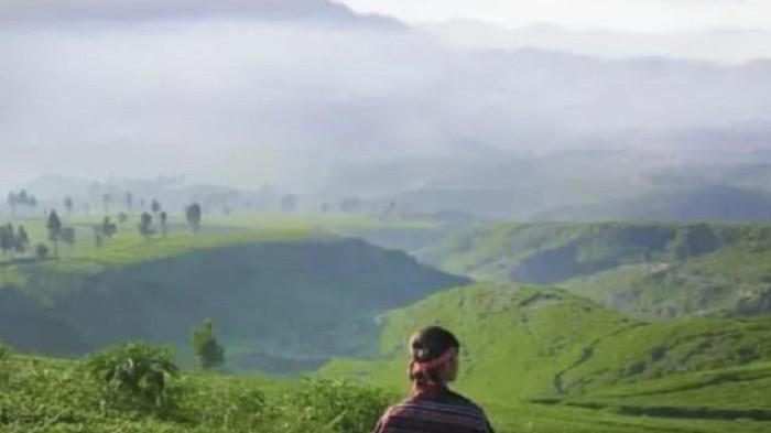 Wisatawan menikmati keindahan Kebun Teh Nirmala di Desa Malasari