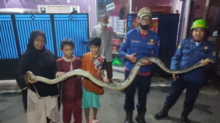 Bikin Ngilu, Seekor Ular Sanca Kembang Masuk Rumah Warga Cilodong, Panjangnya Hampir Tiga Meter