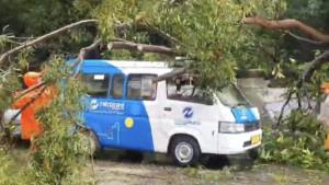 Angkot-JakLingko-tertimpa-pohon-tumbang-di-Cakung-Jakarta-Timur.jpg