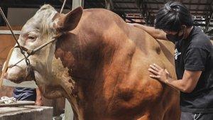 Atta-Halilintar-beli-sapi-megalodon-untuk-kurban-Idul-Adha-seberat-1194-kilogram.jpg