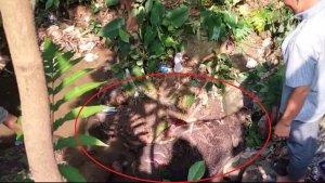 Babi-hutan-yang-menyeruduk-dua-warga-Desa-Sukamakmur.jpg