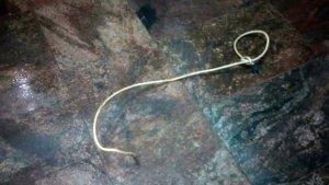 Kabel-untuk-Bunuh-Diri-765.jpg