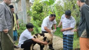 Pemerintah-Kabupaten-Bogor-terus-giat-melakukan-pemantauanhewan-qurban.jpg