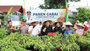 Pemkab-Bogor-panen-cabai-di-halaman-Kantor-Dinas-Tanaman-Pangan-Hortikultura.jpg