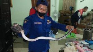 Petugas-Damkar-Kota-Depok-menunjukan-seekor-ular-kobra.jpg