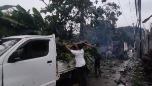 Pohon-Tumbang-Maruyung.jpg
