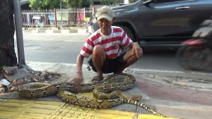 Subadri-melepas-ular-piton-di-Jalan-Haji-Bokir-Bin-Djiun.jpg