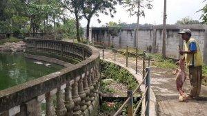 Warsidi-karyawan-yang-setia-mengurus-ratusan-buaya-di-Taman-Buaya-Indonesia-Jaya.jpg
