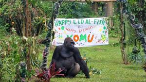 gorila-bernama-Komu-di-Taman-Margasatwa-Ragunan-rayakan-ulang-tahun-ke-26.jpg