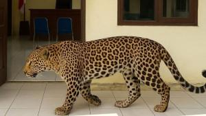 macan-tutul.jpg