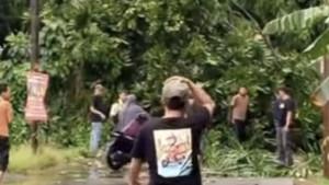 pohon-tumbang.jpg
