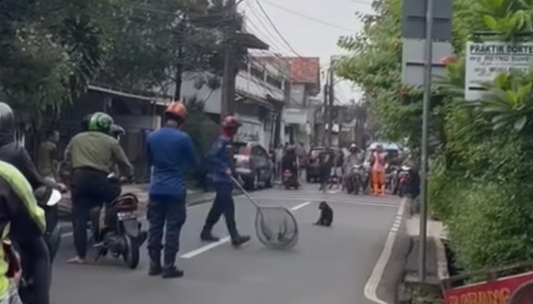 Teror Warga, Monyet Jenis Beruk di Jati Padang Akhirnya Berhasil Ditangkap Petugas