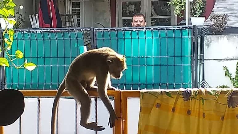 Pelajar SD Berangkat Sekolah Diserang Monyet, Susah Cari Vaksin Rabies, Dapat Bayar Rp 2,8 Juta