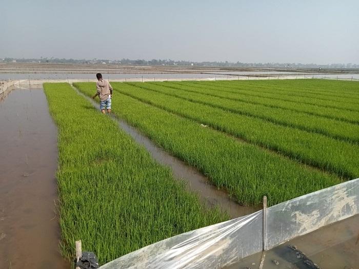 Petanidi-Desa-Kampungsawah-Kecamatan-Jayakerta-Kabupaten-Karawang.jpg