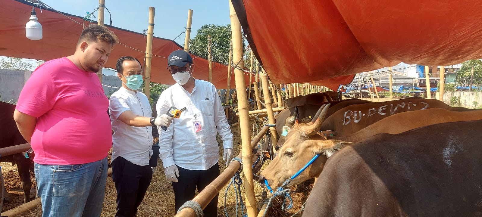 Petugas KPKP Jakarta Utara Temukan Hewan Kurban Mengidap Infeksi Kulit dan di Belum Cukup Umur