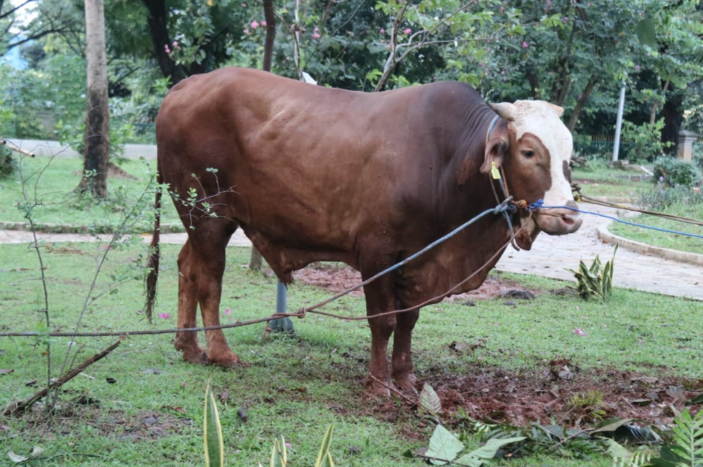 Pemkab Bogor Gandeng IPB Untuk Memastikan Warga Mengonsumsi Hewan Kurban yang Layak dan Sehat