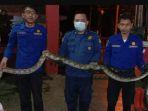 Evakuasi-ular-Sanca-tiga-meter-di-Jalan-Mandor-Besar.jpg