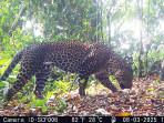 Macan-tutul-terekam-kamera-trap-di-Gunung-Sanggabuana-Karawang-Jawa-Barat.jpg