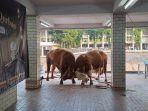 Sapi-milik-Jokowi-kanan-dan-sapi-milik-Maruf-Amin-saling-adu-banten.jpg