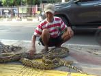 Subadri-melepas-ular-piton-di-Jalan-Haji-Bokir-Bin-Djiun.jpg