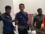 Ular-Sanca-sepanjang-3-meter-dari-rumah-kost-Serpong.jpg