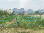 Urban-farming-Semanan-Sinergi.jpg