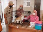 Vaksinasi-rabies-di-Jakarta-Pusat.jpg
