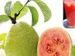 jambu-biji-bukan-pengobatan-utama-DBD.jpg