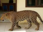 macan-tutul.jpg